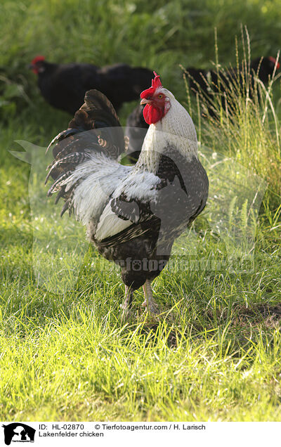 Lakenfelder Huhn / Lakenfelder chicken / HL-02870