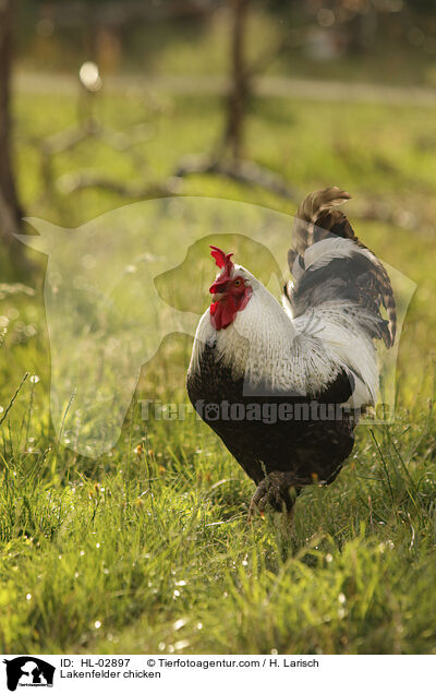 Lakenfelder Huhn / Lakenfelder chicken / HL-02897