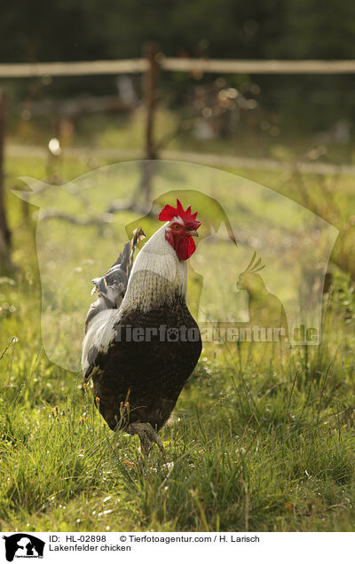 Lakenfelder Huhn / Lakenfelder chicken / HL-02898