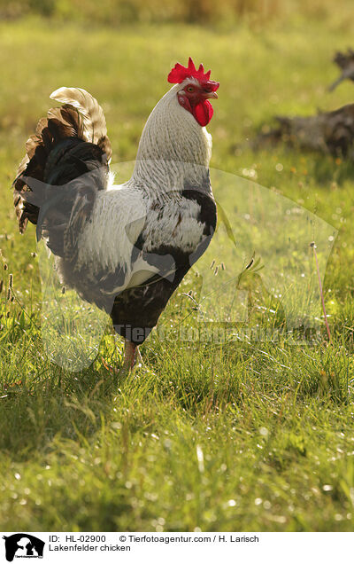 Lakenfelder Huhn / Lakenfelder chicken / HL-02900
