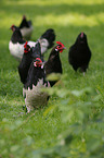 Lakenfelder chicken