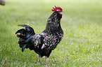 Lakenfelder chicken