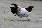 Lakenfelder chicken