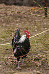 Lakenfelder chicken