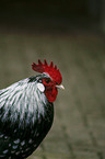 Lakenfelder chicken