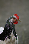Lakenfelder chicken