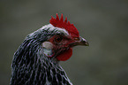 Lakenfelder chicken