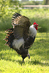 Lakenfelder chicken