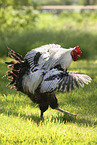Lakenfelder chicken