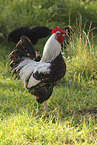Lakenfelder chicken