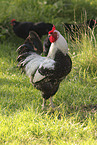 Lakenfelder chicken