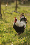Lakenfelder chicken