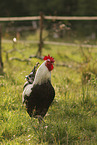 Lakenfelder chicken