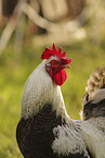 Lakenfelder chicken