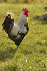 Lakenfelder chicken