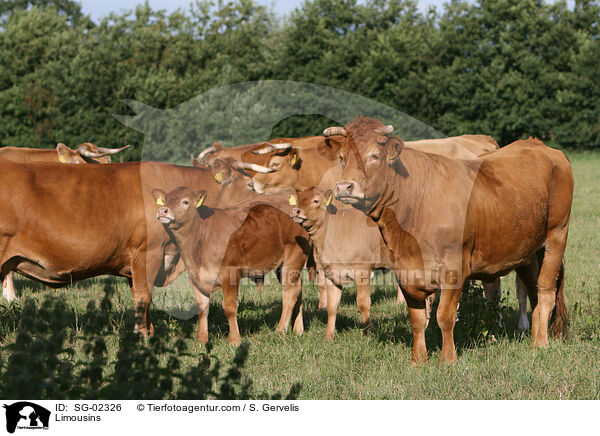 Limousins / Limousins / SG-02326