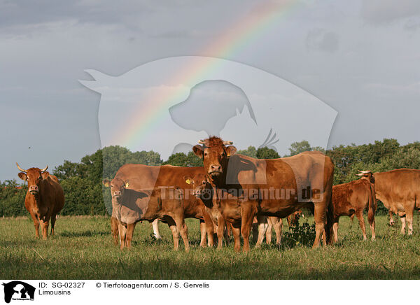Limousins / Limousins / SG-02327