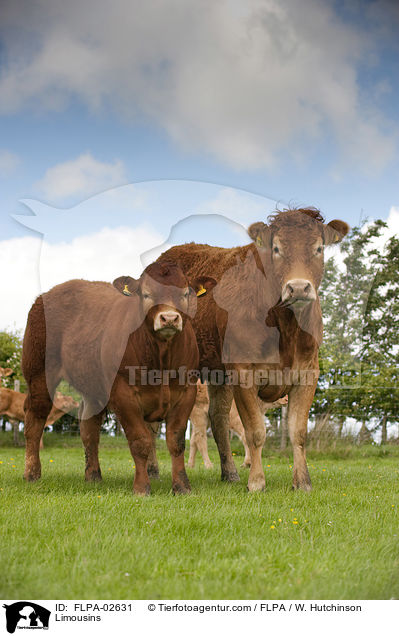 Limousins / FLPA-02631
