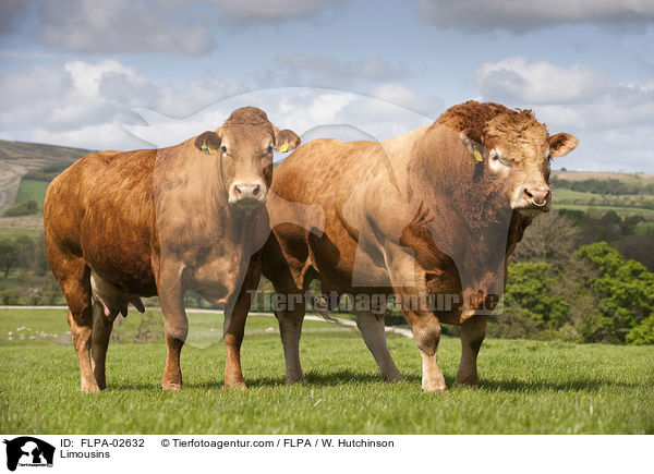 Limousins / FLPA-02632