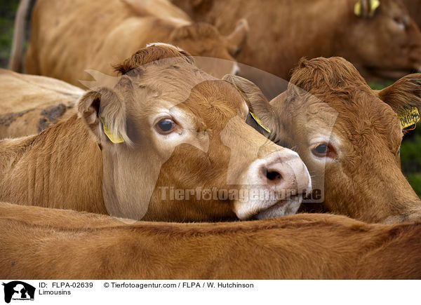 Limousins / FLPA-02639