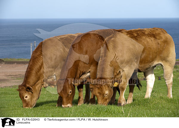 Limousins / Limousins / FLPA-02643