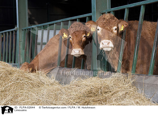 Limousins / Limousins / FLPA-02644
