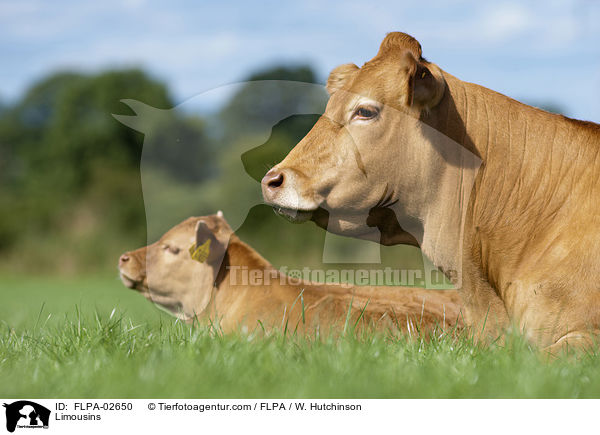 Limousins / Limousins / FLPA-02650