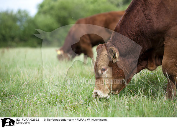 Limousins / FLPA-02652