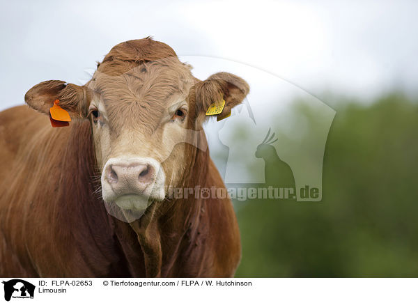 Limousin / FLPA-02653