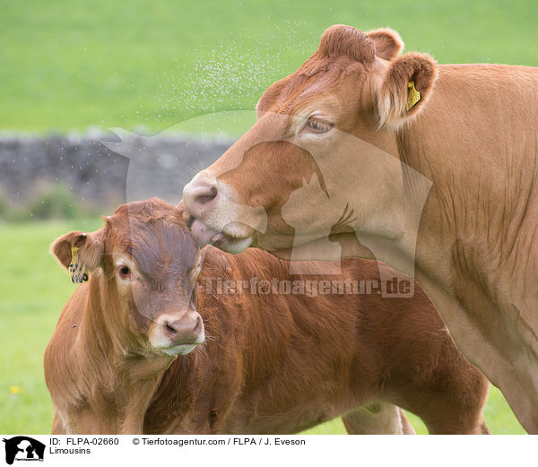 Limousins / Limousins / FLPA-02660
