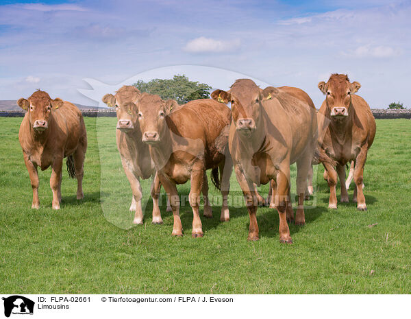 Limousins / Limousins / FLPA-02661