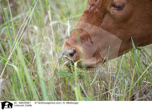 Limousin / Limousin Cattle / AM-05961