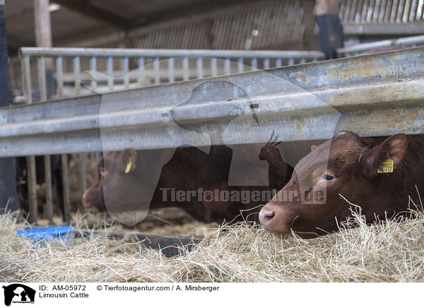 Limousin / Limousin Cattle / AM-05972