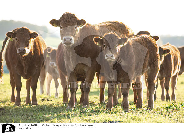 Limousins / Limousins / LIB-01404