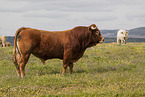 cattle