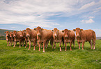 Limousins