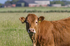 Limousin Cattle
