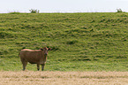 Limousin Cattle