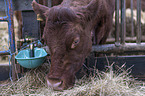 Limousin Cattle