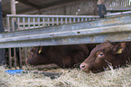 Limousin Cattle