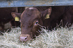 Limousin Cattle
