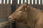 Limousin Cattle