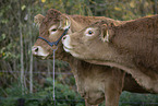Limousins