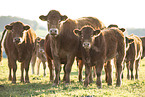 Limousins