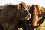 Limousins