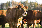 Limousins