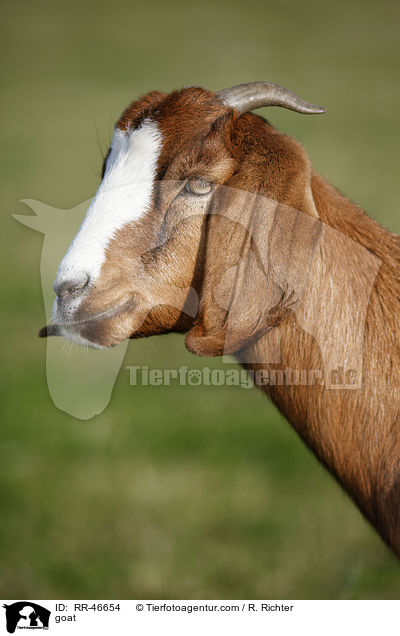 goat / RR-46654