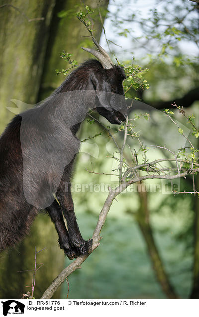 Langohrziege / long-eared goat / RR-51776