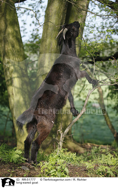Langohrziege / long-eared goat / RR-51777