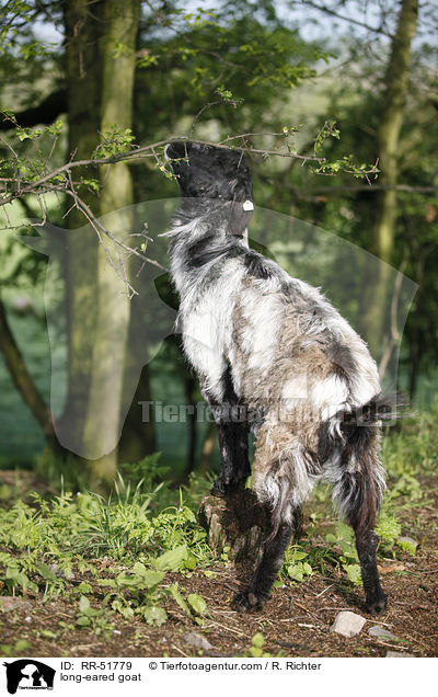 Langohrziege / long-eared goat / RR-51779